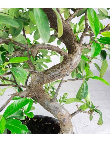 Bonsai Pyracantha coccinea -...