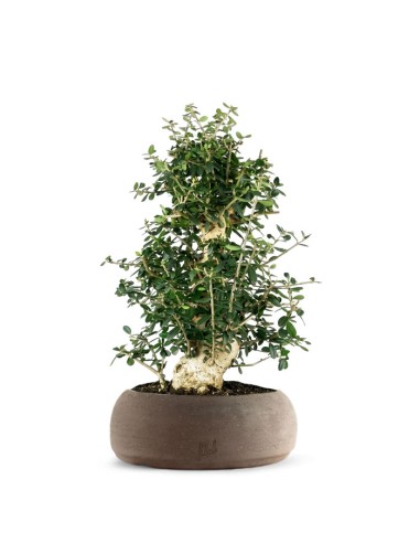 Olivastro Esemplare 1. 15 anni