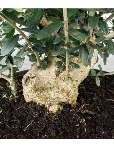 Olivastro Esemplare 1. 15 anni