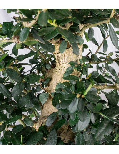 Olivastro Esemplare 1. 15 anni