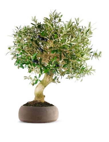 Olivo Esemplare 17 anni