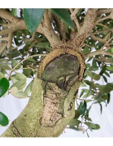 Olivo Esemplare 17 anni