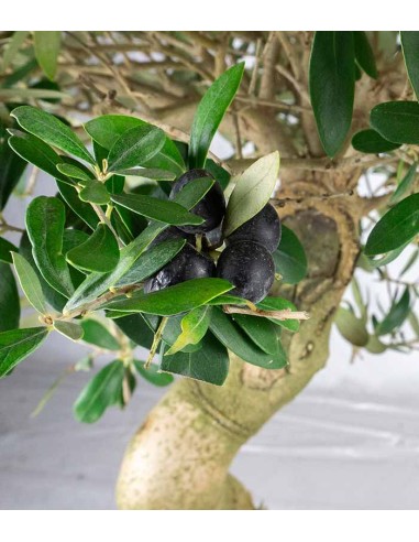 Olivo Esemplare 17 anni