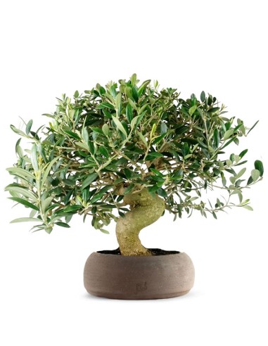 Olivo Esemplare 3. 14 anni