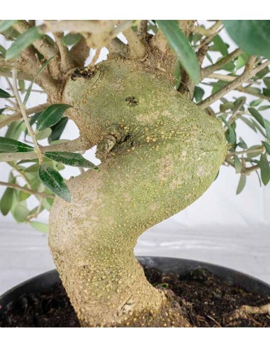 Olivo Esemplare 3. 14 anni