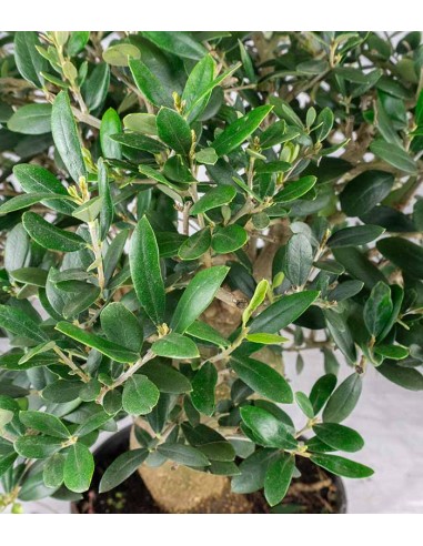 Olivo Esemplare 3. 14 anni