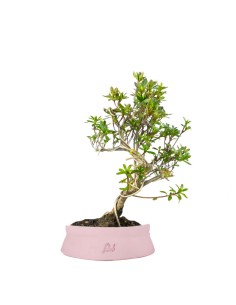 Bonsai Azalea da Fiore...