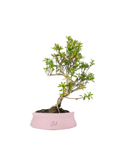 Bonsai Azalea da Fiore (Rhododendron)