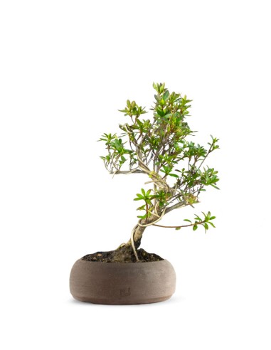 Azalea bonsai (Rhododendron spp.)