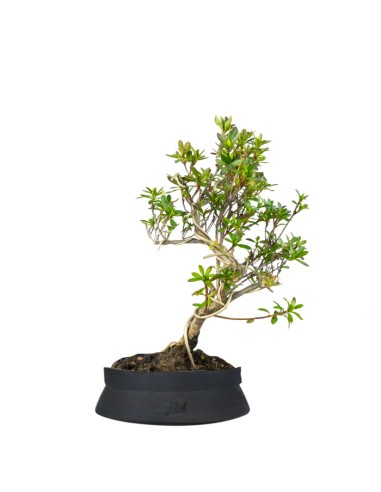 Bonsai Azalea da Fiore (Rhododendron)