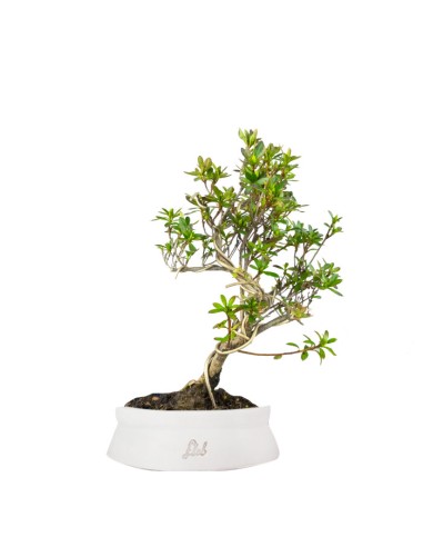 Azalea bonsai (Rhododendron spp.)