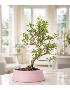 Azalea bonsai (Rhododendron... 2