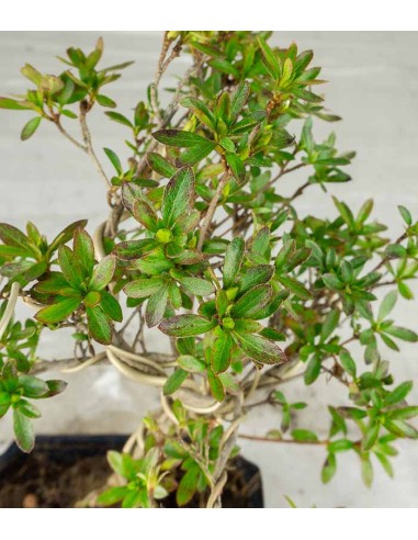 Bonsai Azalea da Fiore (Rhododendron)