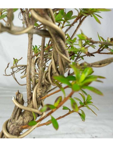 Azalea bonsai (Rhododendron spp.)