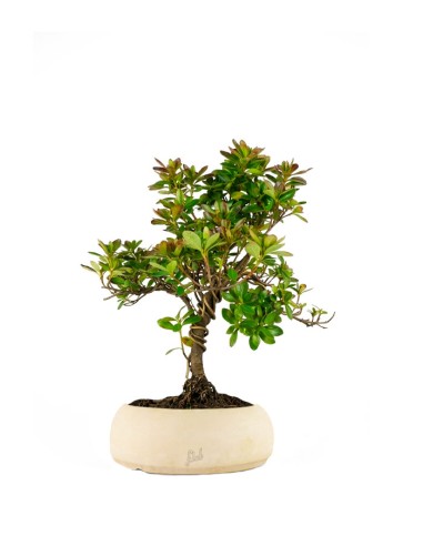 Bonsai di Azalea (Rhododendron...
