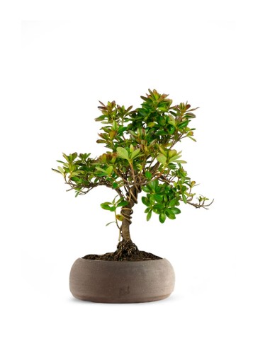 Bonsai di Azalea (Rhododendron...