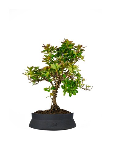 Bonsai di Azalea (Rhododendron...
