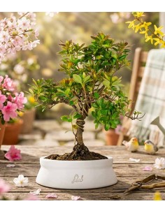 Bonsai di Azalea... 2