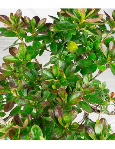 Bonsai di Azalea (Rhododendron...