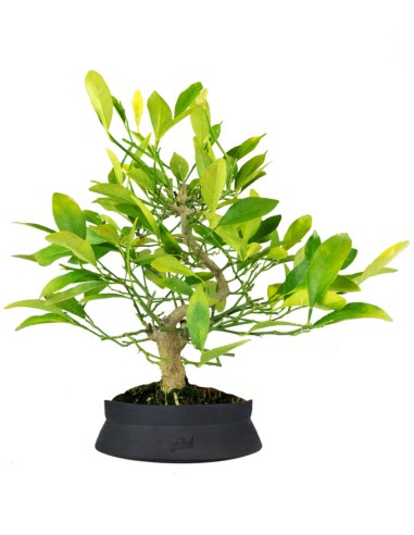 Bonsai di Citrus Kinzu | 7 anni