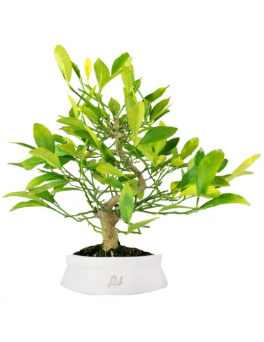 Bonsai di Citrus Kinzu | 7 anni