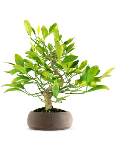 Bonsai di Citrus Kinzu | 7 anni