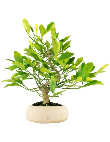 Bonsai di Citrus Kinzu | 7 anni