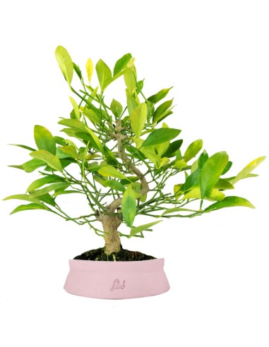 Bonsai di Citrus Kinzu | 7 anni