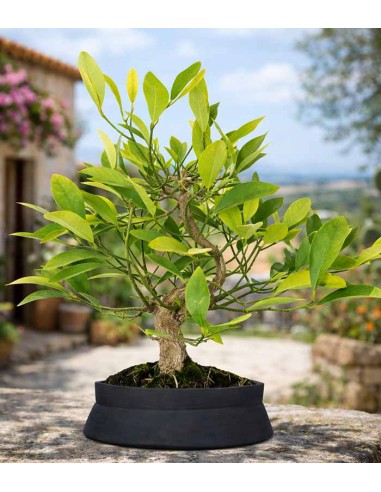 Bonsai di Citrus Kinzu | 7 anni