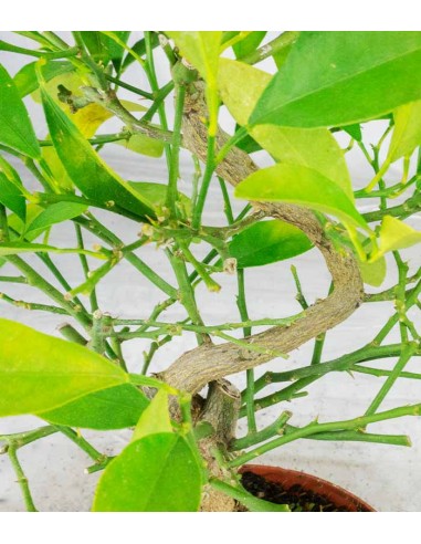 Bonsai di Citrus Kinzu | 7 anni