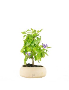 Bonsai di Duranta repens -...