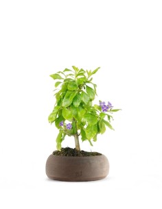 Bonsai di Duranta repens -... 2