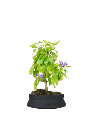 Bonsai di Duranta repens - Pianta...