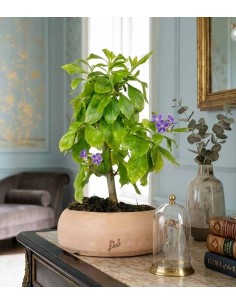 Bonsai di Duranta repens -... 2