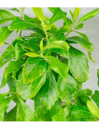 Bonsai di Duranta repens - Pianta...