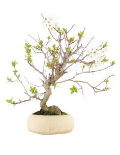 Bonsai di Prugnolo (Prunus...