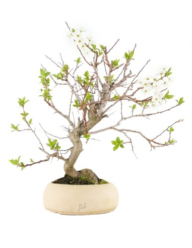 Bonsai di Prugno (Prunus domestica) |...