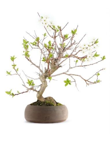 Bonsai di Prugnolo (Prunus domestica)...