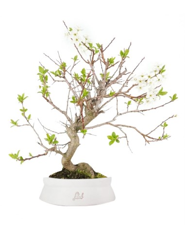 Bonsai di Prugno (Prunus domestica) |...