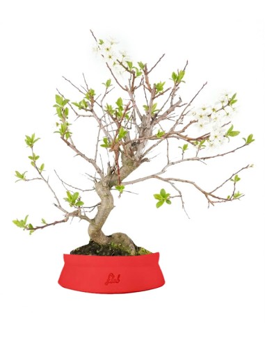 Bonsai di Prugno (Prunus domestica) |...