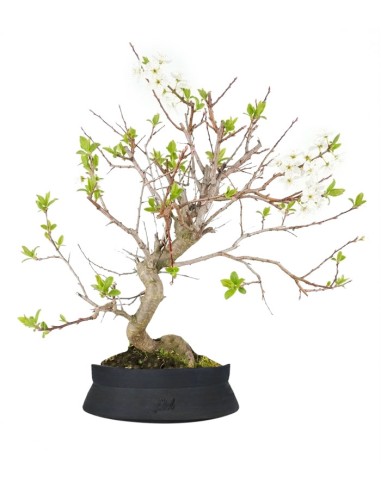 Bonsai di Prugnolo (Prunus domestica)...