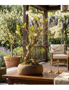 Bonsai di Prugno (Prunus... 2