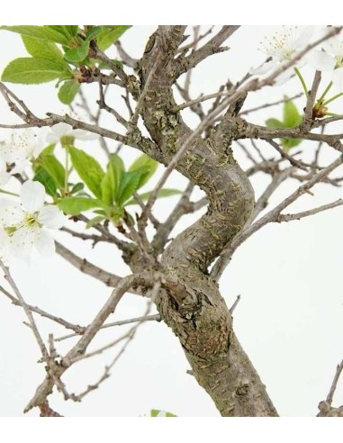 Bonsai di Prugno (Prunus domestica) |...