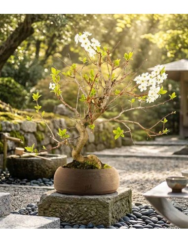 Bonsai di Prugnolo (Prunus domestica)...