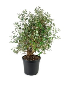 Quercia sughera 15 anni |...