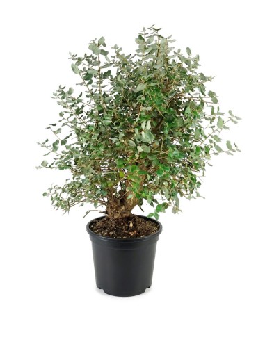 Quercia sughera 15 anni | Esemplare...