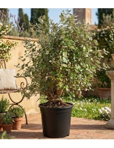 Quercia sughera 15 anni |... 2