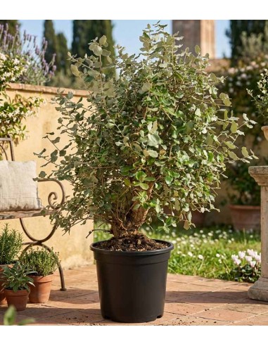 Quercia sughera 15 anni | Esemplare...