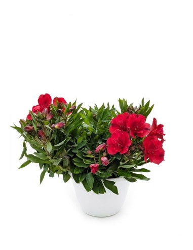 Pianta di Alstroemeria - Giglio del Perù