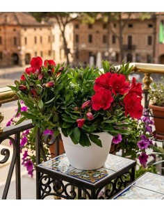 Pianta di Alstroemeria -... 2